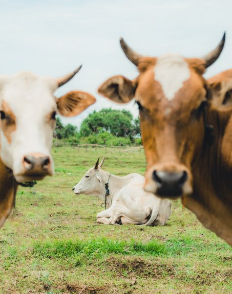 livestock-cove-cattle