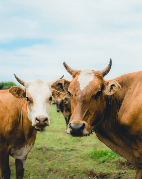 livestock-cove-cattles livestock-cove-cattles