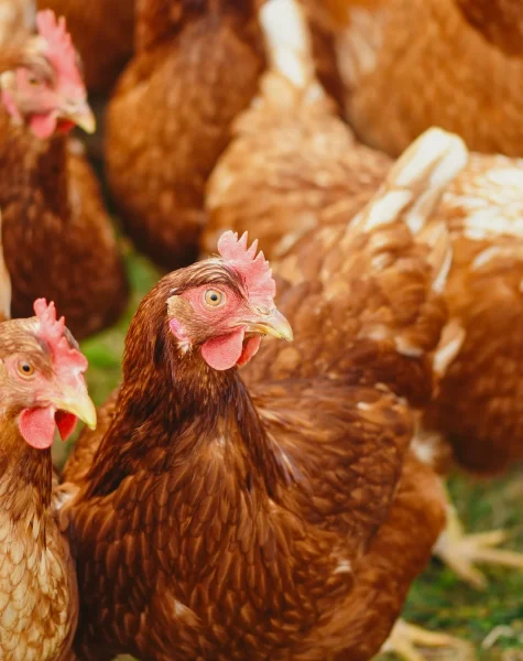 livestock-cove-poultry livestock-cove-poultry