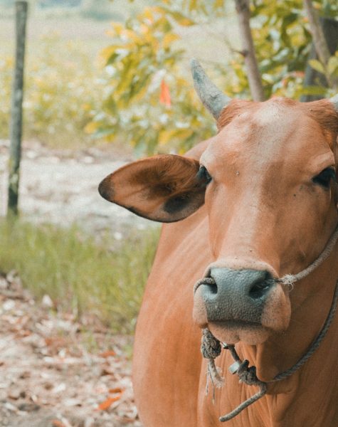 pexels-photo-1618676