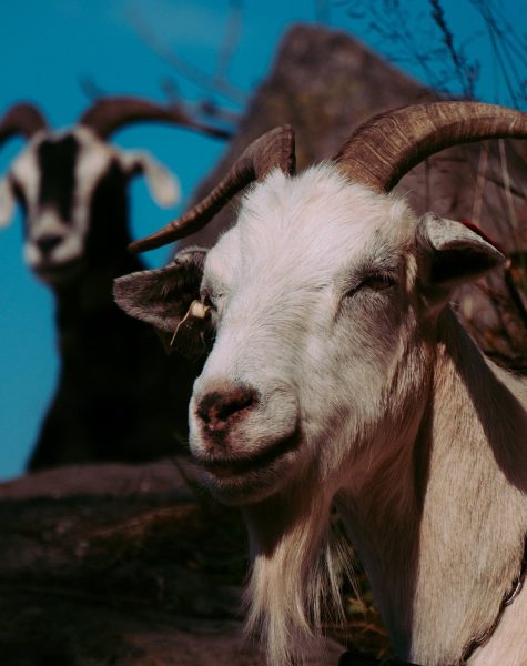 pexels-photo-goat pexels-photo-goat