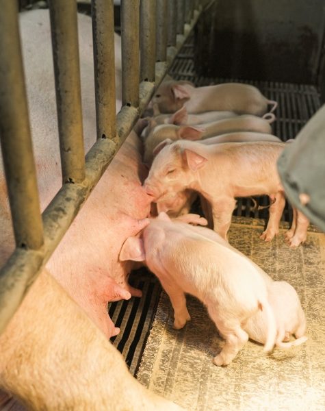 pexels-photo-pigs-pent pexels-photo-pigs-pent
